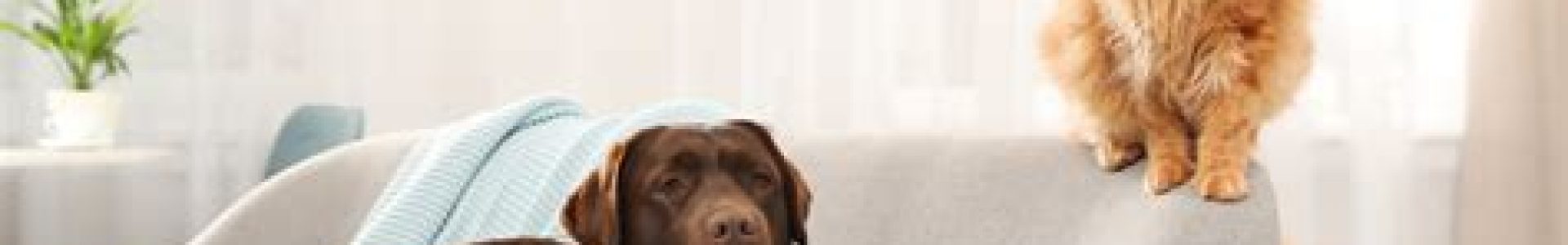 HVAC Maintenance Tips for Pet Owners